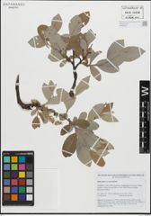 Foto von Salix glauca L. x Salix myrsinifolia Salisb.